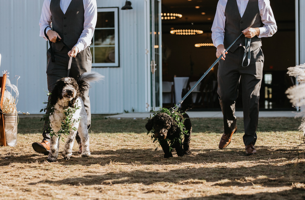 Two dogs walking down the aisle at their owners wedding wearing garland around their necks. 